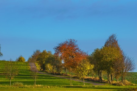 obdenice nalesi dvory